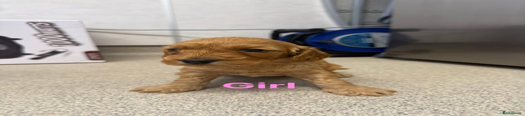 Cockapoo Puppy 6