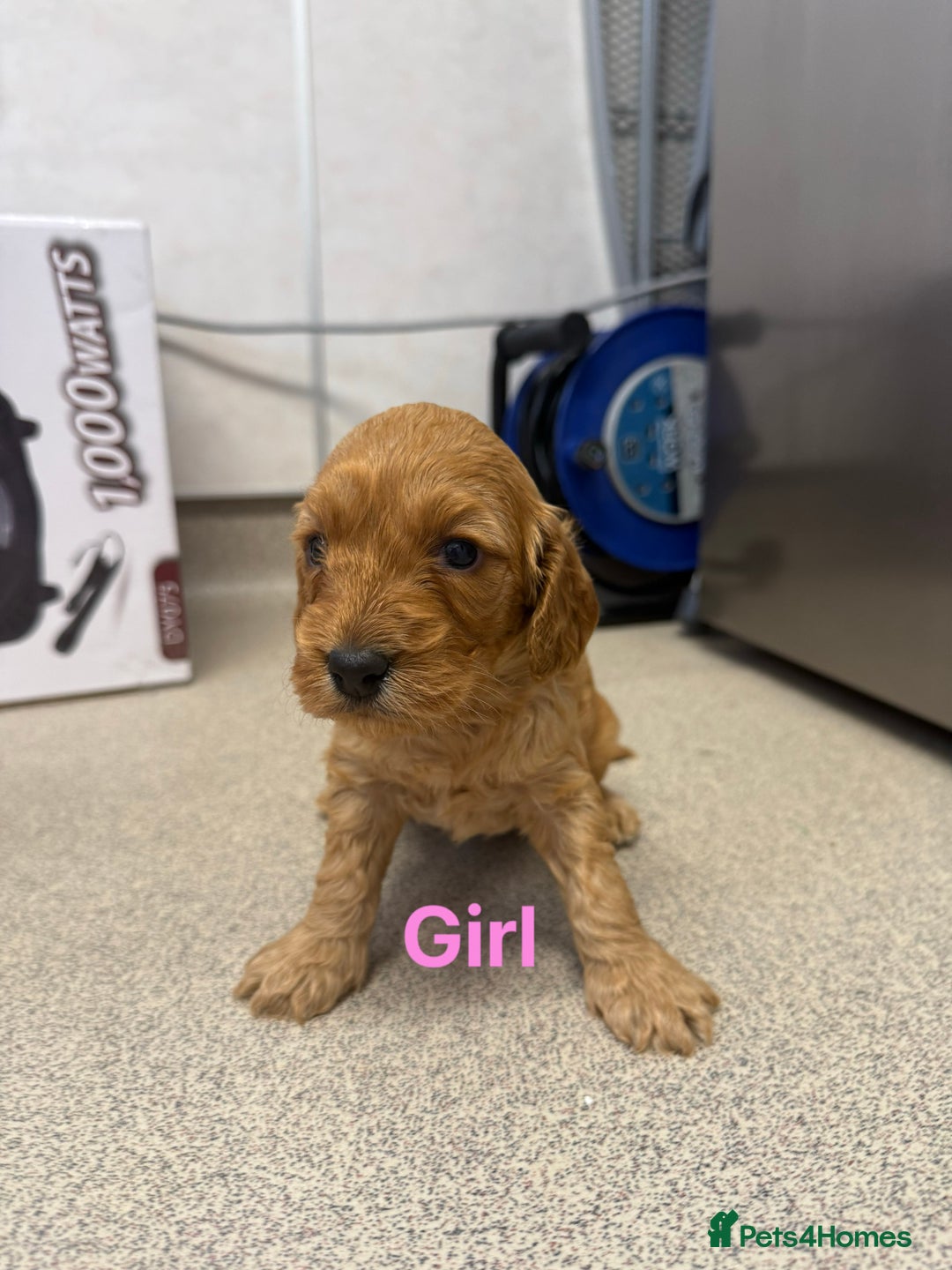 Cockapoo dogs for sale: 6 F1 cockapoo puppies 💕💙 - Image 2