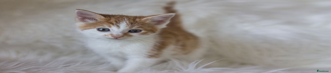 Mixed Breed Kitten 1