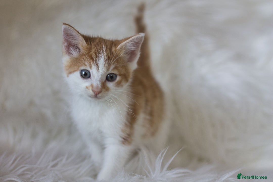 Mixed Breed cats for sale: 3 Happy Healthy Kittens - Image 8