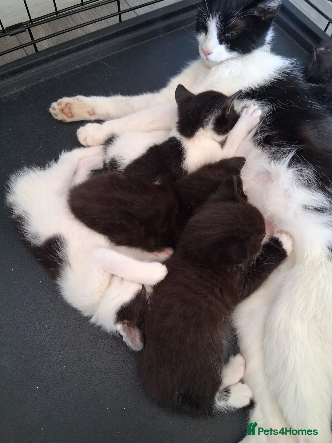 Mixed Breed cats for sale: Litter Of 5 Beautiful Kittens - Advert 2