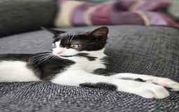 Mixed Breed cats for sale: Female kitten 🐈 - Image 3
