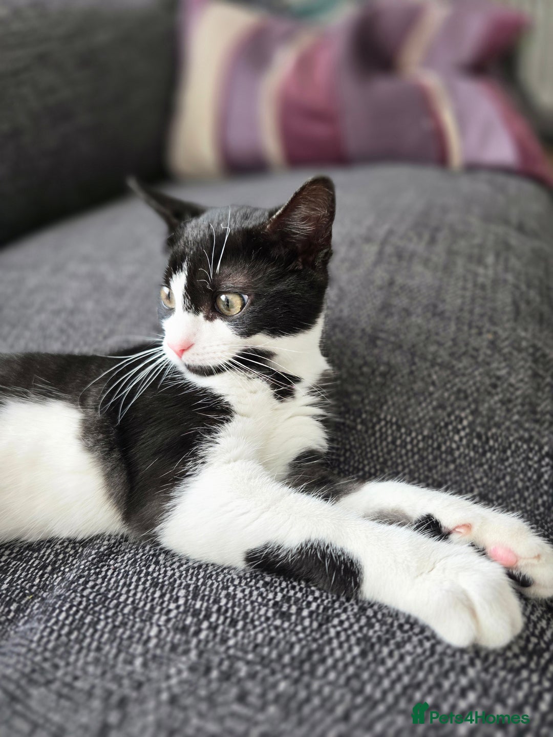Mixed Breed cats for sale: Female kitten 🐈 - Image 3