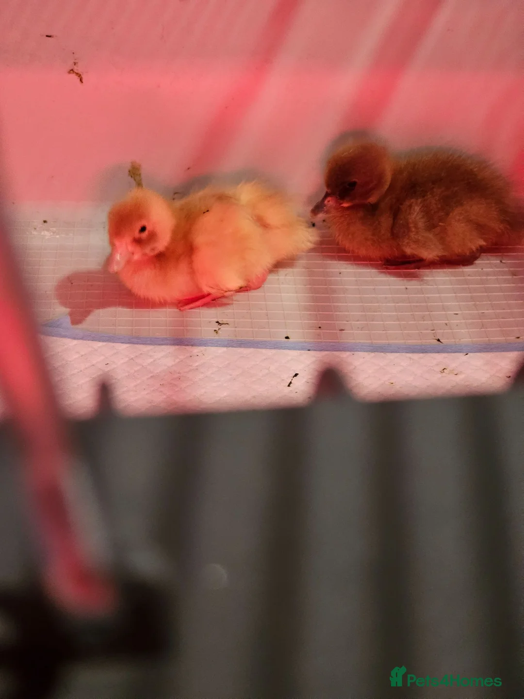 Ducks poultry for sale: Baby runner ducks in Morecambe - Advert 2