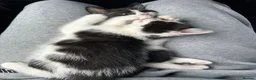 Domestic Shorthair cats for sale: 🐾Fluffy black and white kittens🐾 - Advert 36