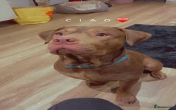 Mixed Breed dogs for stud: Hi my name is Bailey  - Image 2