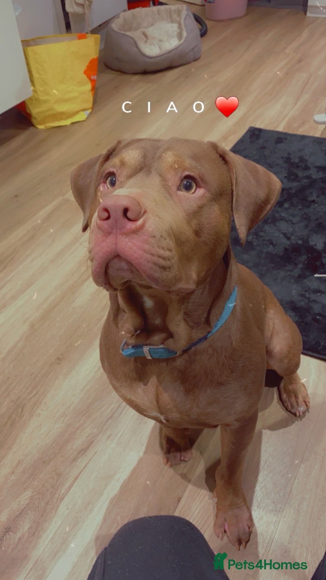 Mixed Breed dogs for stud: Hi my name is Bailey  - Image 2