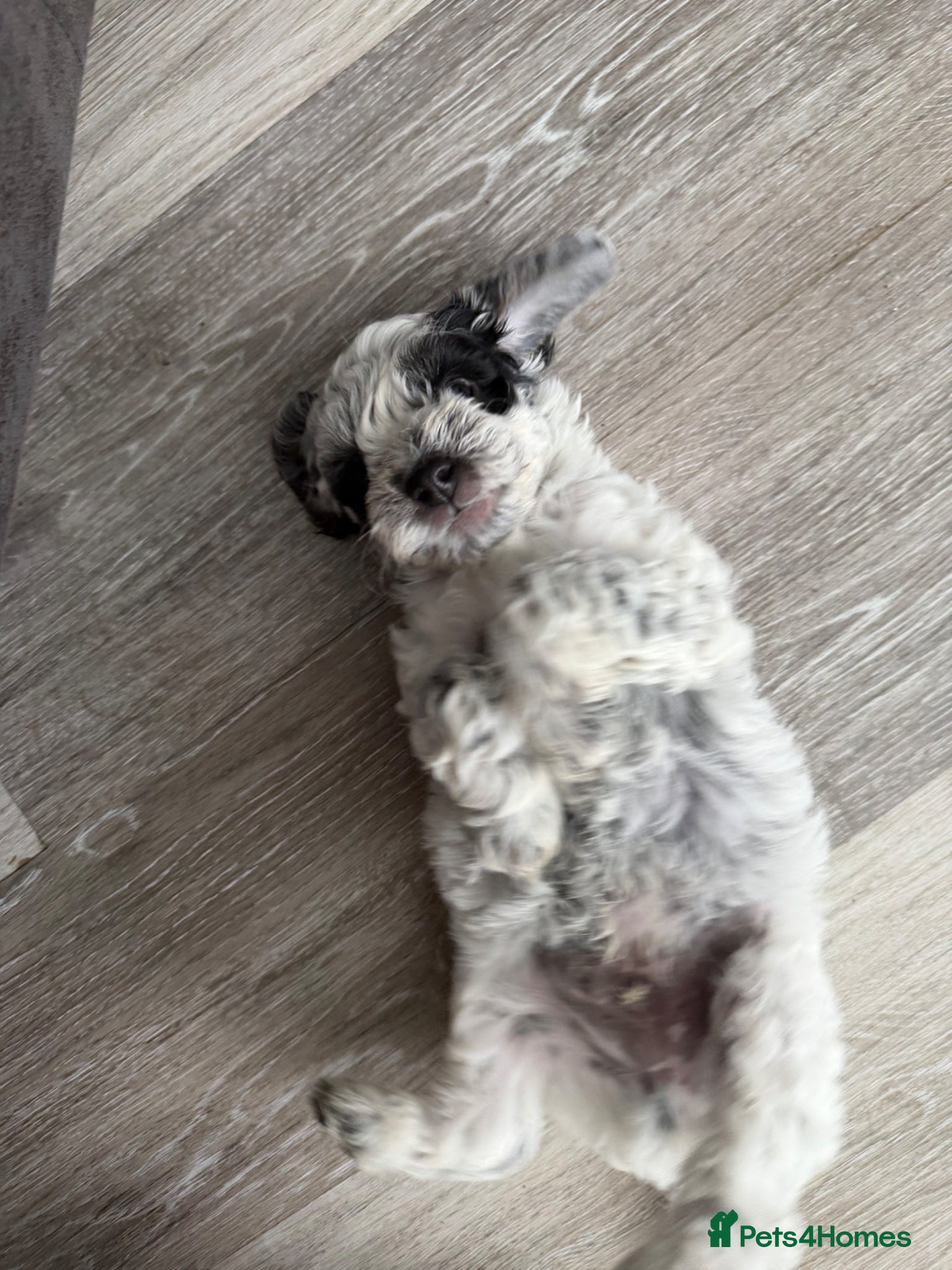 Mixed Breed dogs for sale: Jackapoo Puppies - Advert 2