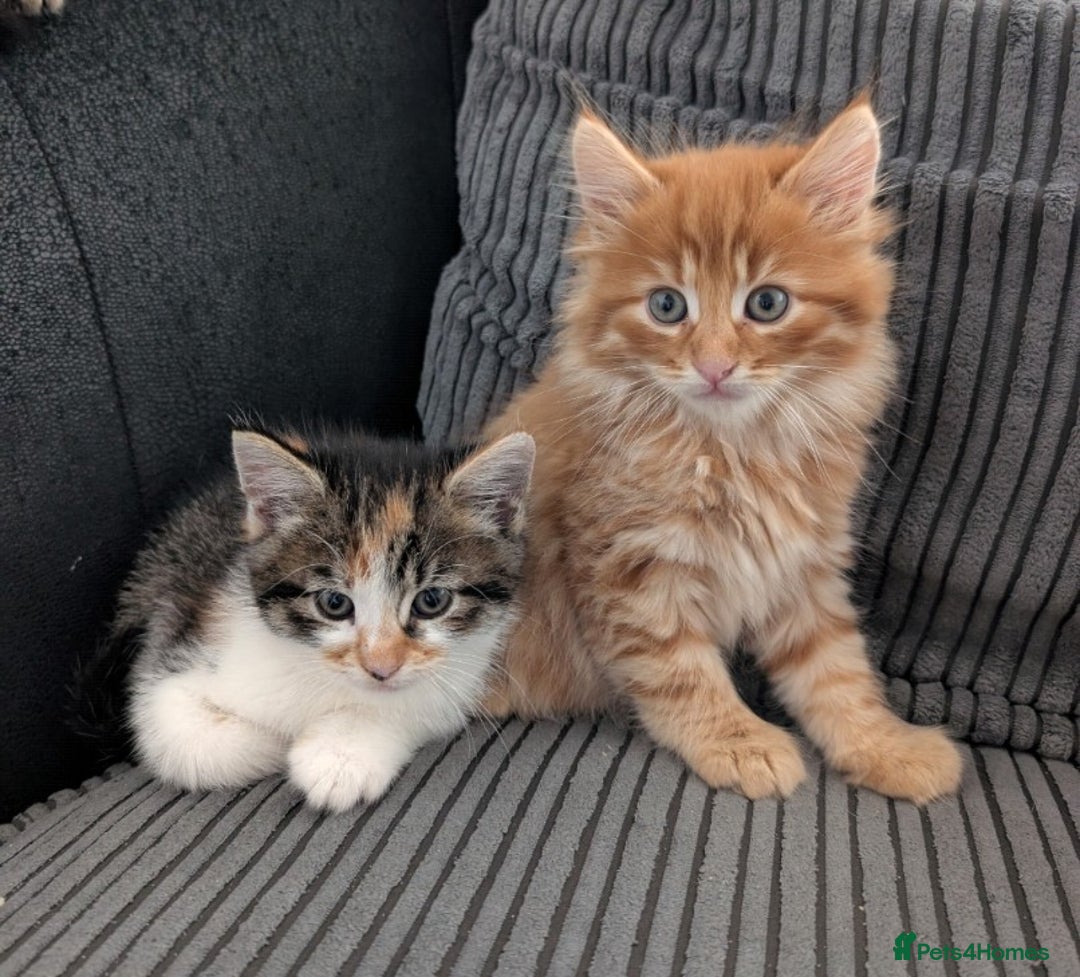 Mixed Breed cats for sale: Kitten  - Image 5