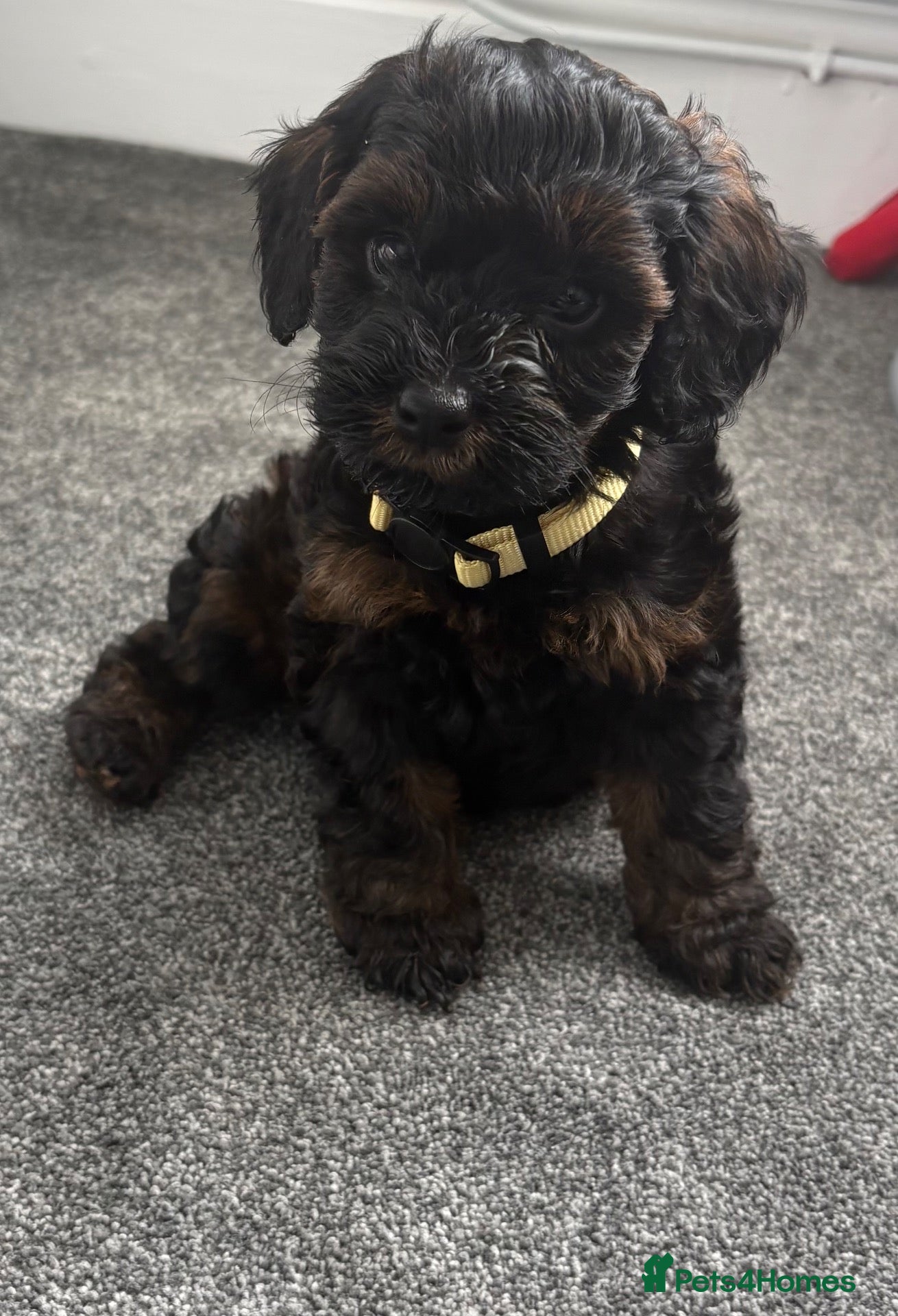 Cockapoo dogs Stop scrolling we have perfection 👇🐶 - Advert 4