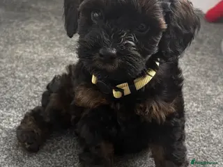 Cockapoo dogs Stop scrolling we have perfection 👇🐶 - Advert 4