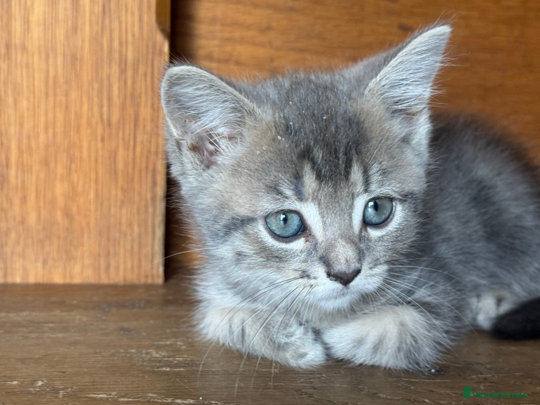 Mixed Breed cats for sale: Persian cross Ragdoll kittens real stunners - Image 6