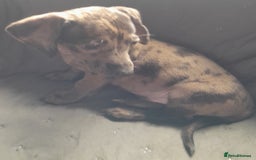 Miniature Dachshund dogs for sale: Miniature dachshund ( sausage dog) puppies - Image 11