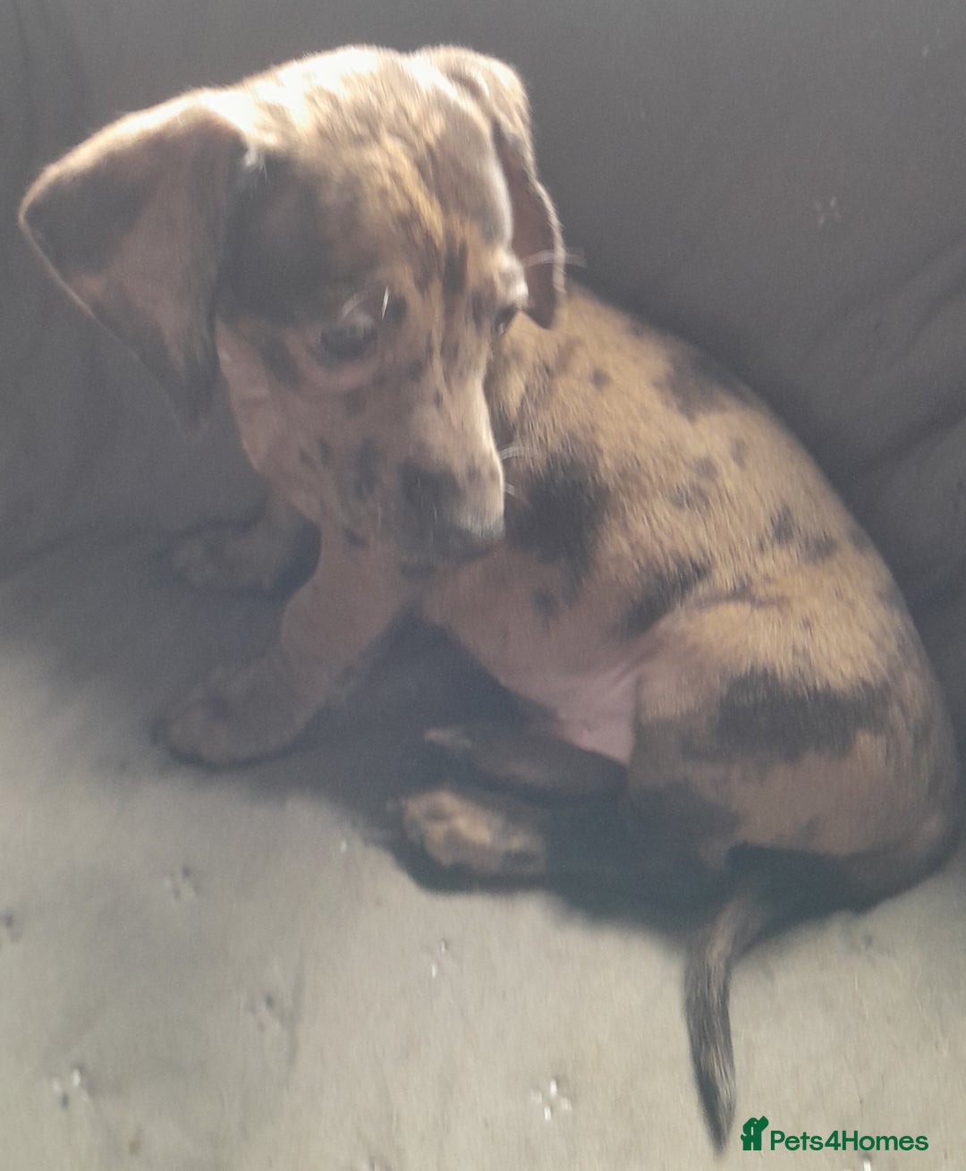 Miniature Dachshund dogs for sale: Miniature dachshund ( sausage dog) puppies - Image 11
