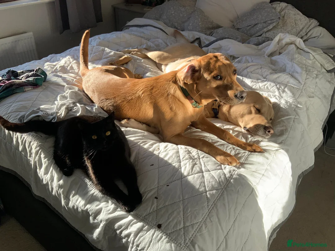 Mixed Breed cats for sale: Indoor cat looking for loving home - Advert 2