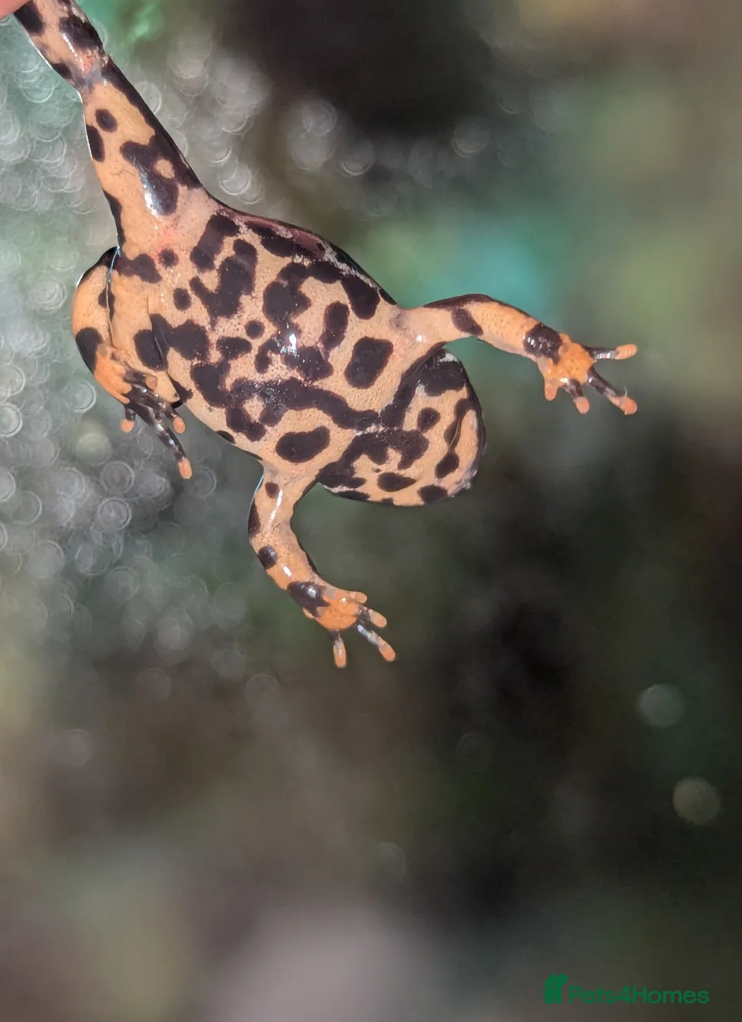 Frog reptiles for sale: Oriental fire-bellied toad (Bombina orientalis - Advert 7