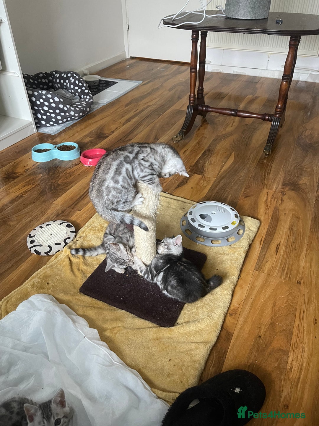Bengal cats for sale: Silver charcoal bengals pets/queens/studs - Image 14