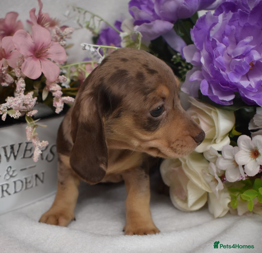Miniature Dachshund dogs for sale: KC Smooth Coat Miniature Dachshunds - Image 6