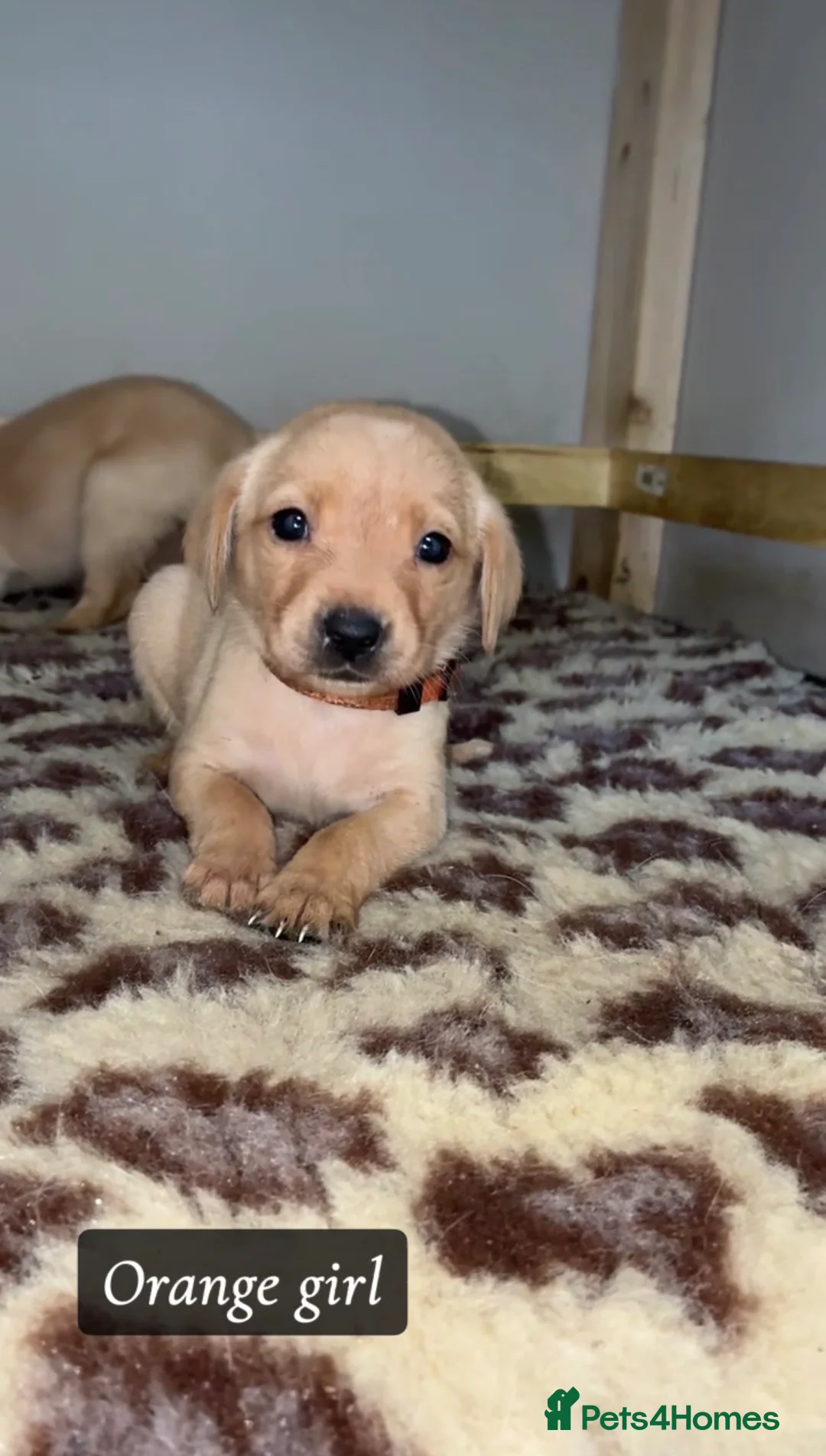Labrador Retriever dogs for sale: 🐾 Exceptional KC Reg Labrador Puppies 🐾 - Advert 19