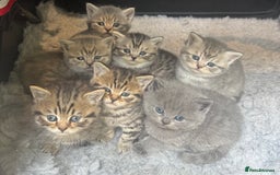 British Shorthair cats for sale: British short hair / Scottish striaght  - Image 5
