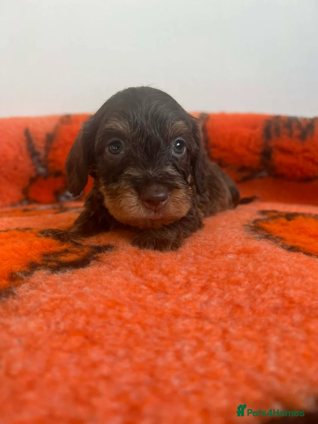 Miniature Dachshund dogs for sale: Super miniature wire hairs  - Advert 2