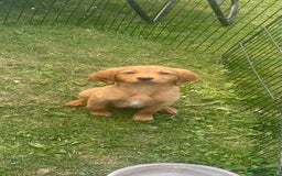 Labrador Retriever dogs for sale: Beautiful fox red lab puppies in Cambridge - Image 19