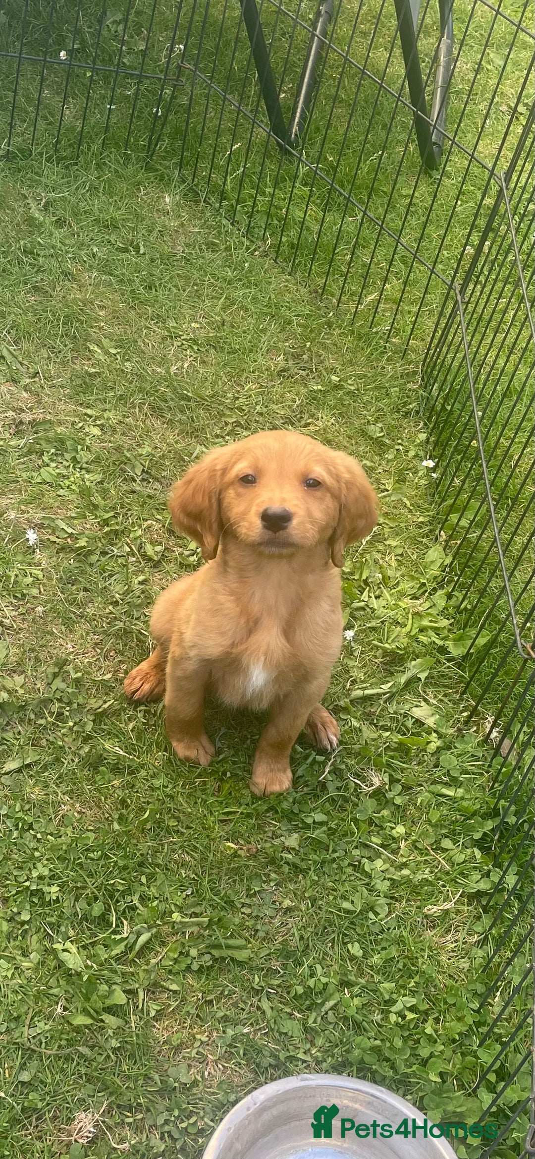 Labrador Retriever dogs for sale: Beautiful fox red lab puppies in Cambridge - Image 19
