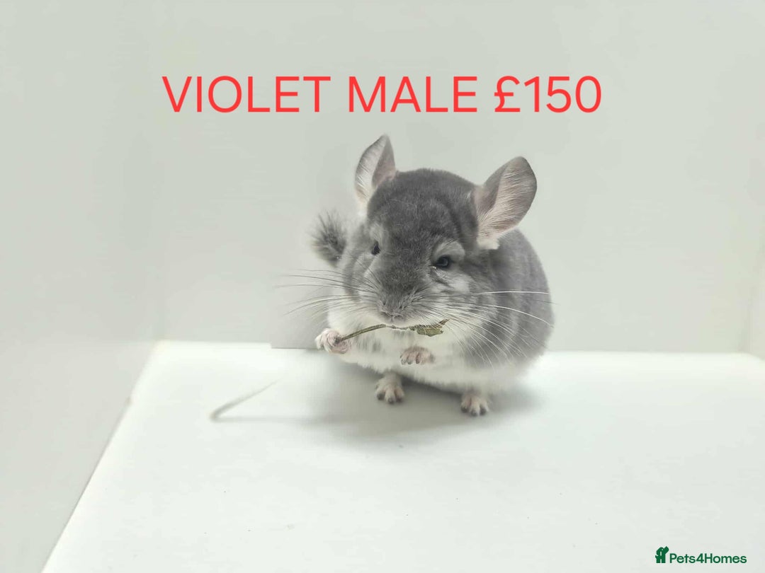 Chinchilla rodents for sale: STUNNING BABIES CHINCHILLA MIX COLOURS AND GENDER  - Advert 12