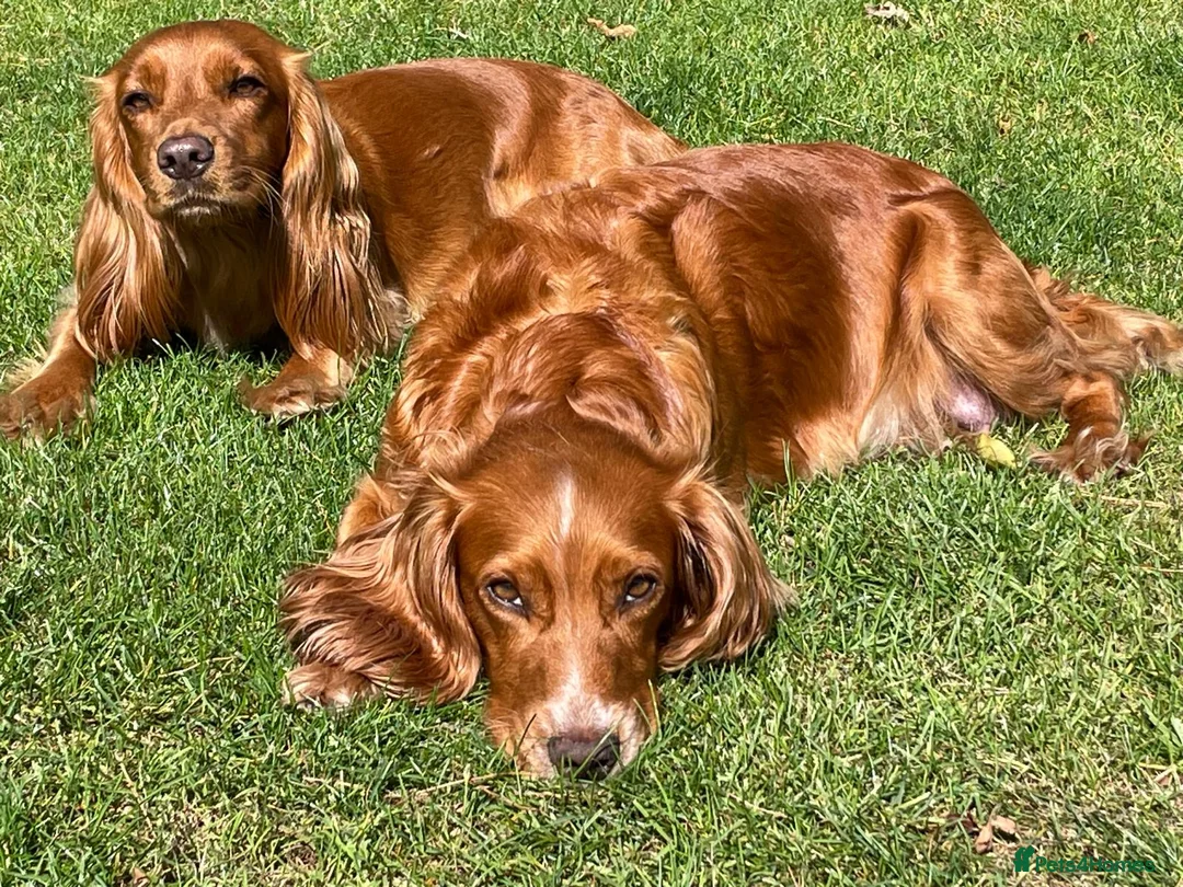 Cocker Spaniel dogs for sale: KC Reg FULLY health tested parents, working cocker in Ottery Saint Mary - Advert 1