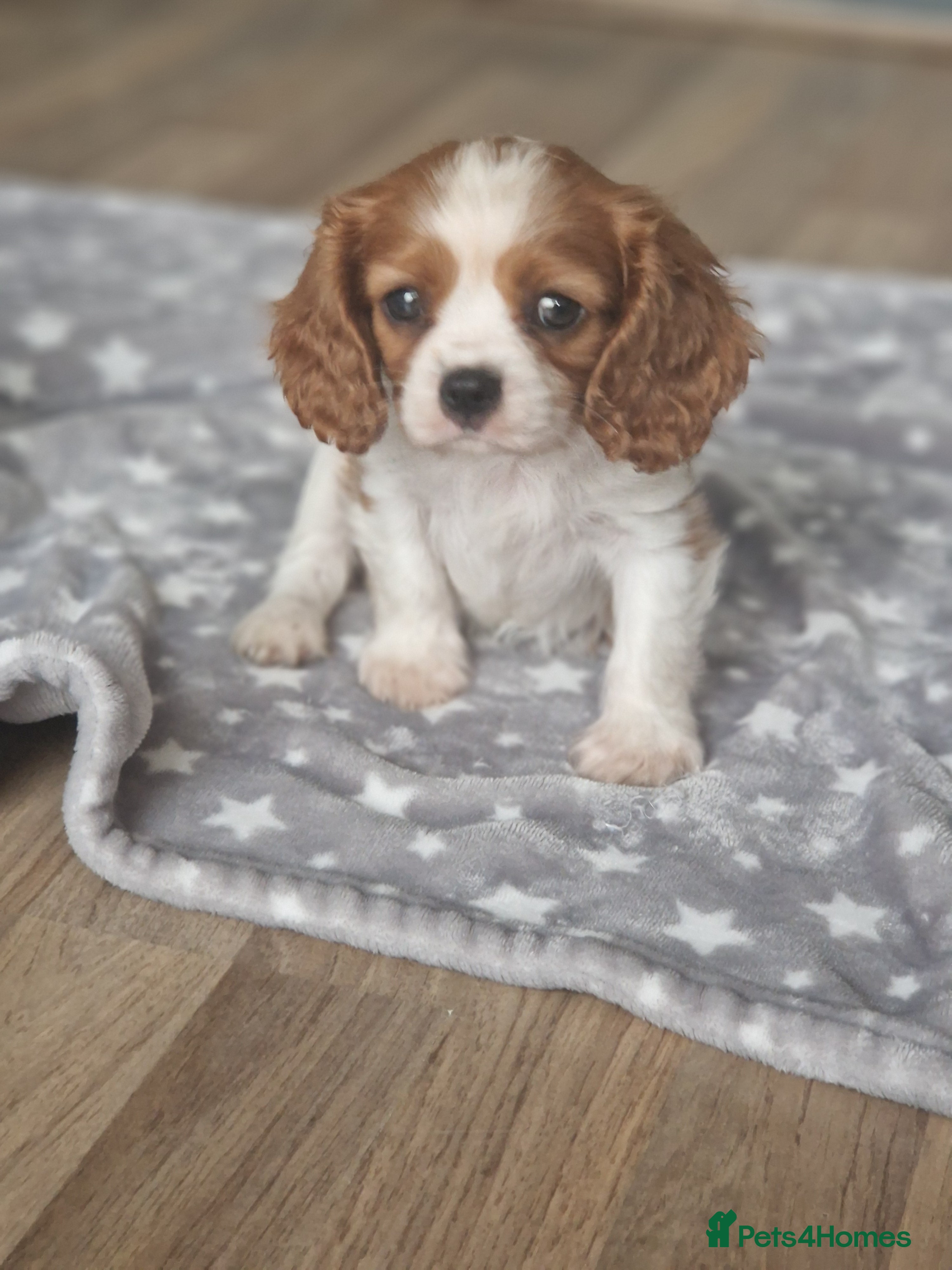 Cavalier King Charles Spaniel dogs Cavalier King Charlies - Advert 5