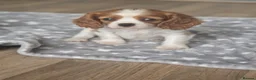 Cavalier King Charles Spaniel dogs for sale: Cavalier King Charlies - Advert 5