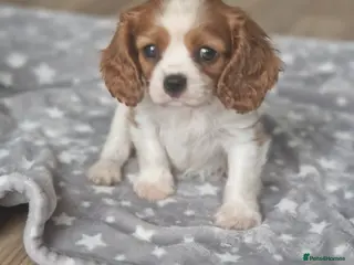 Cavalier King Charles Spaniel dogs Cavalier King Charlies - Advert 3