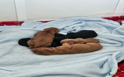 Cavapoo dogs for sale: Gorgeous F1b Toy Cavapoo Babies   - Image 3