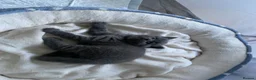 British Shorthair cats for sale: Beautiful British Shorthair Kittens  - Advert 7
