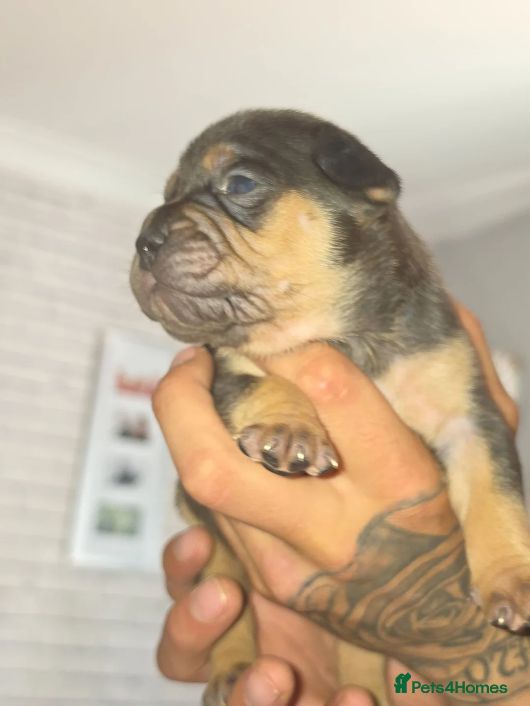 Mixed Breed dogs for sale: Fraffies *staff/frenchie* in Chertsey - Advert 2