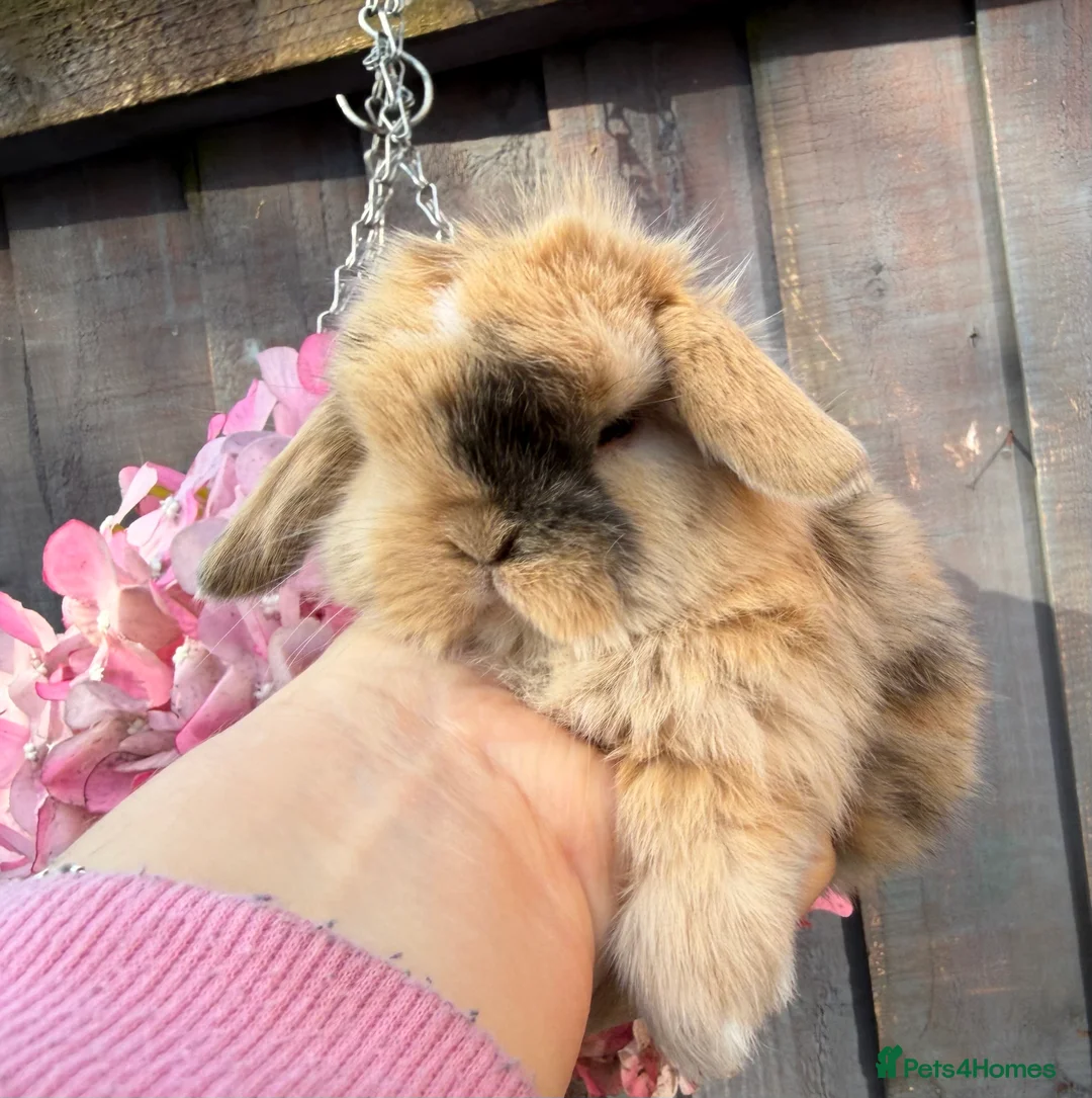 Mini Lop rabbits for sale: stunning mini lop baby boy - Advert 6