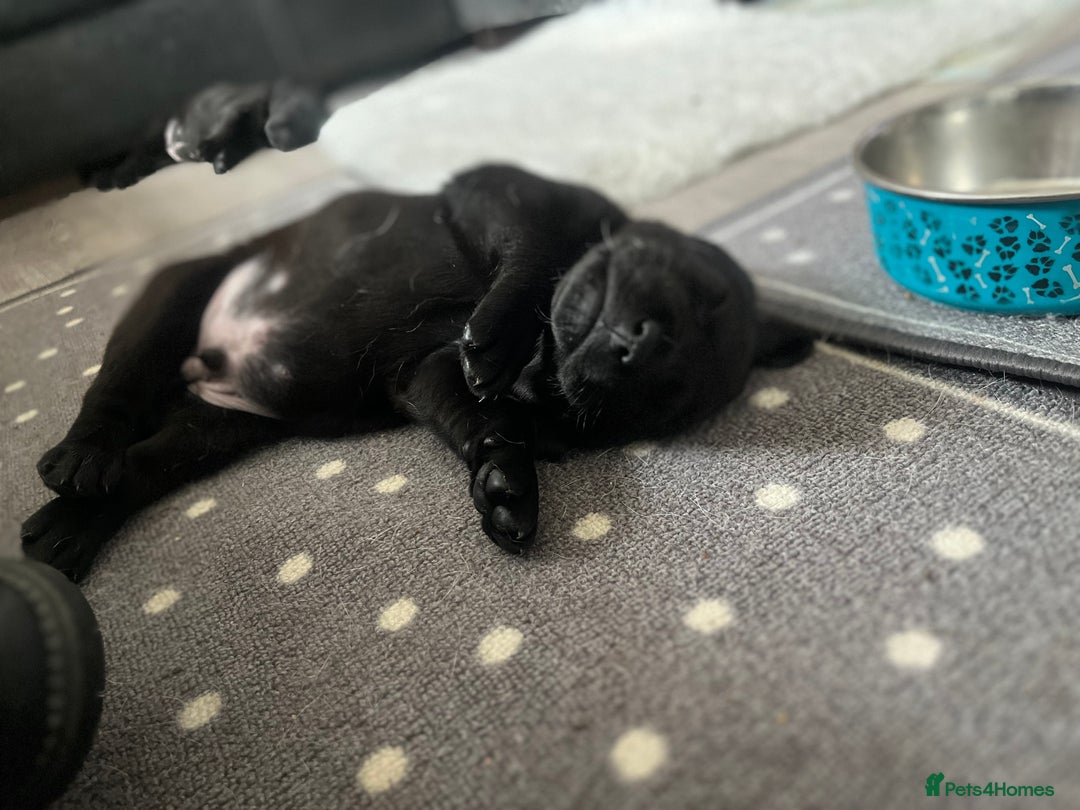 Labrador Retriever dogs for sale: 8 super Labrador pups 4 girls 4 boys**NEW PHOTOS** - Image 24