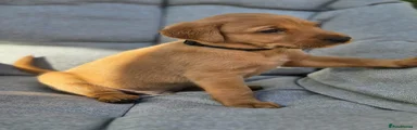 Labrador Retriever Puppy 2