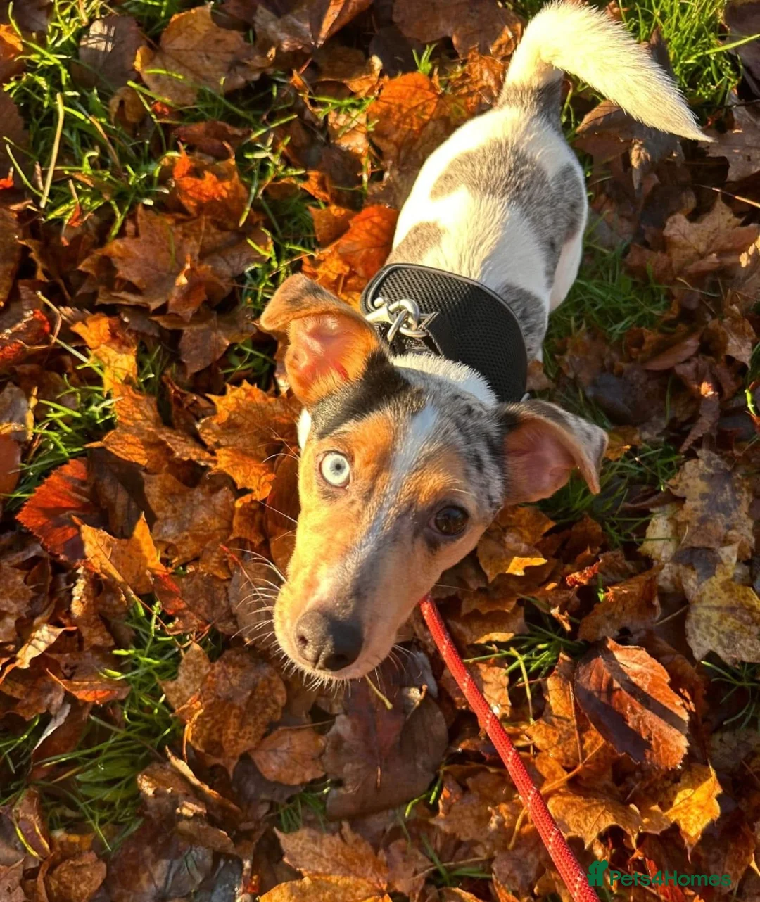 Jack Russell dogs for stud: Silver Merle carrying Blue and Chocolate in Bradford - Advert 6