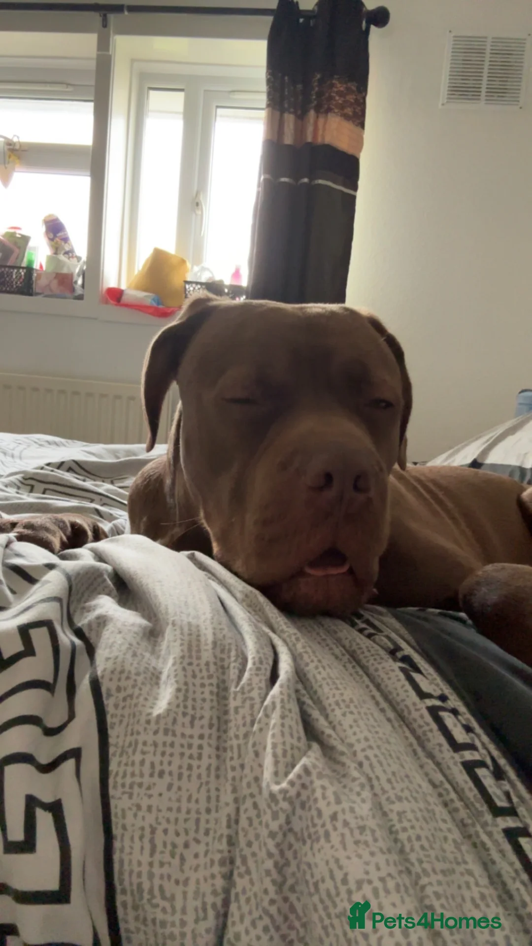 Cane Corso dogs for sale: 10 month old cane corso in Birchington - Advert 2