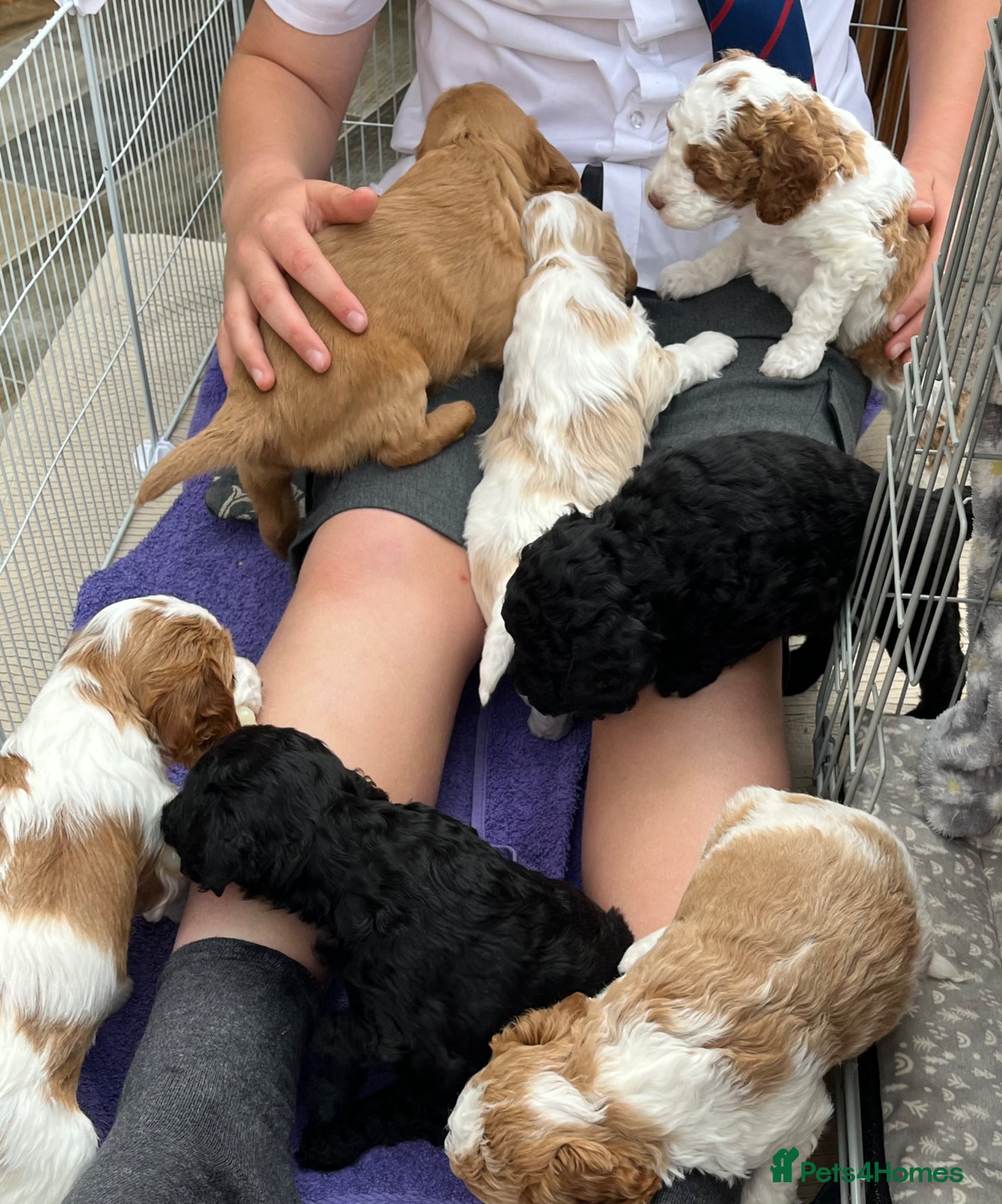 Cockapoo dogs Unique Parti Cockapoo puppies F1b - Advert 2