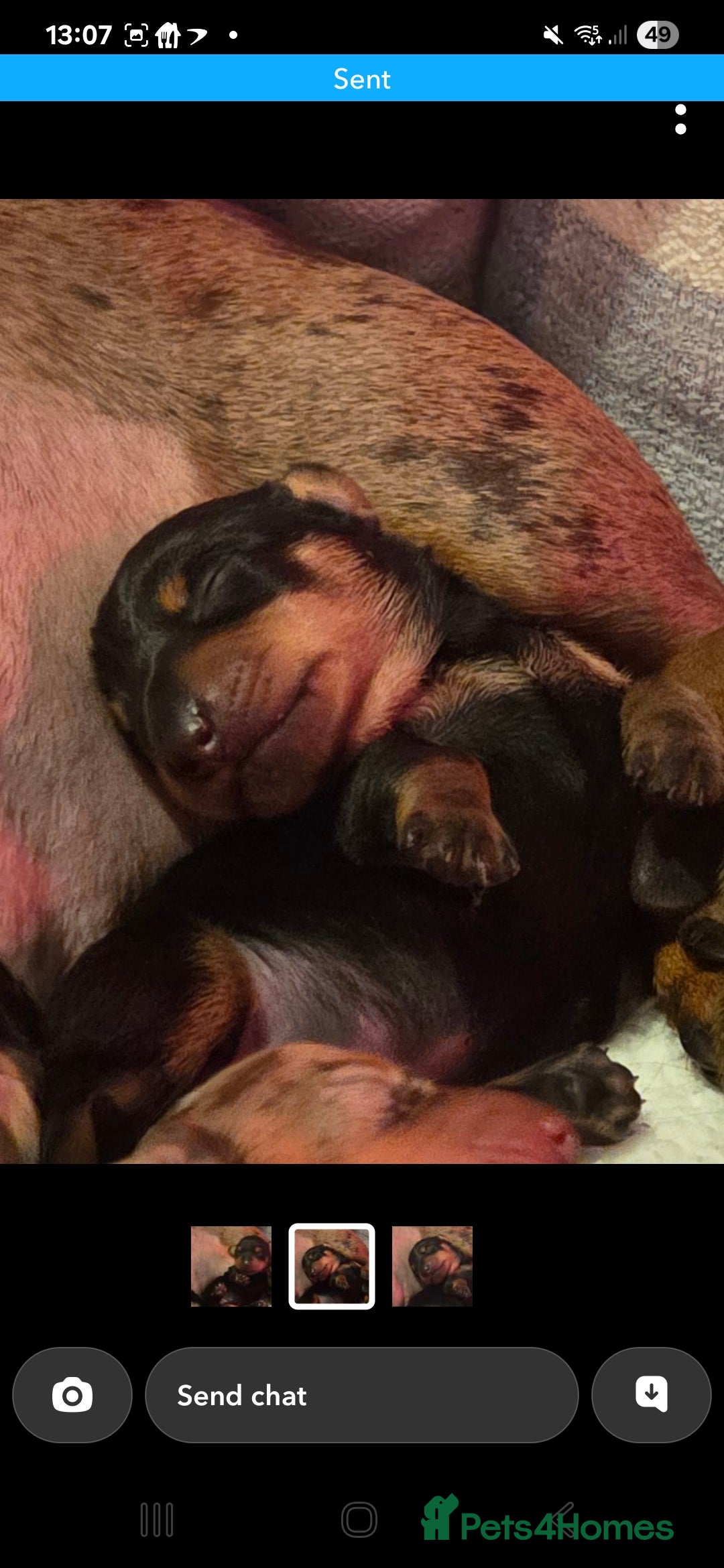 Dachshund dogs for sale: Dashound puppies for sale.  - Image 7