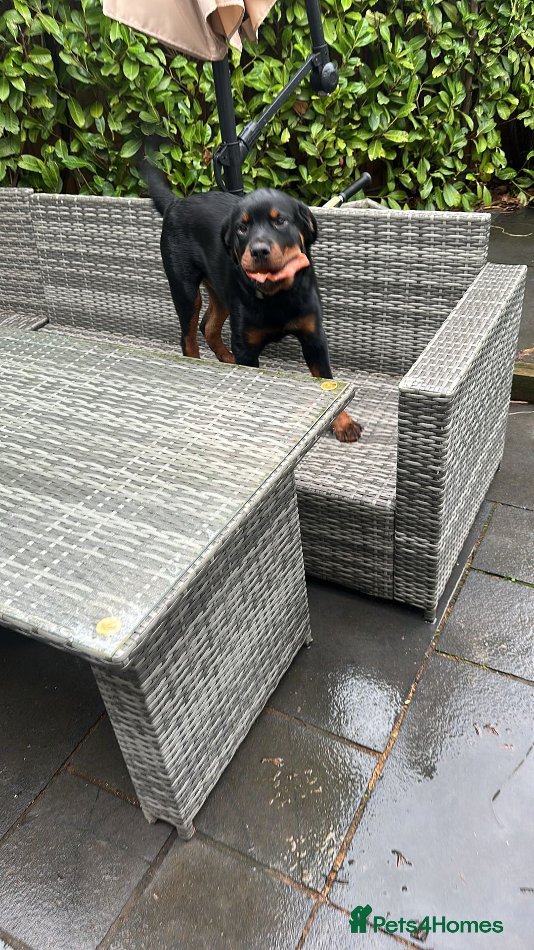 Rottweiler dogs for sale: Massive Rottweiler  - Advert 5