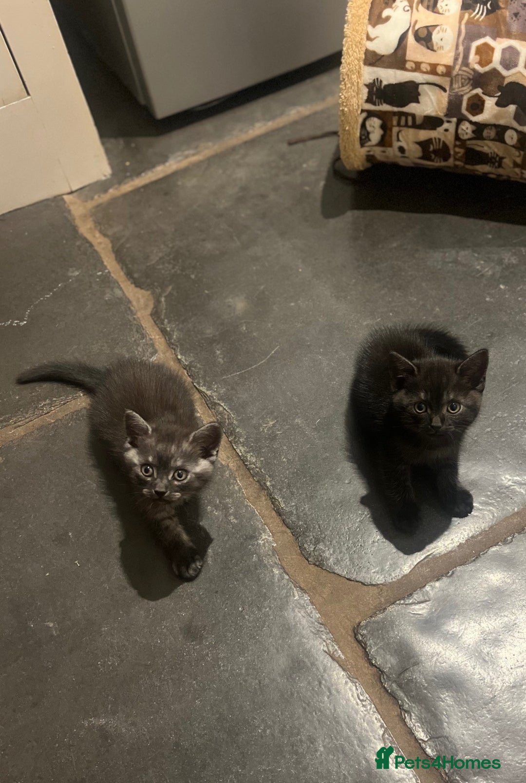 British Shorthair cats for sale: British Short Hair X Kittens - Image 2