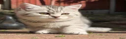 British Shorthair cats for sale: *Ready to leave 2 weeks* GCCF BSH silver tipped  - Advert 28
