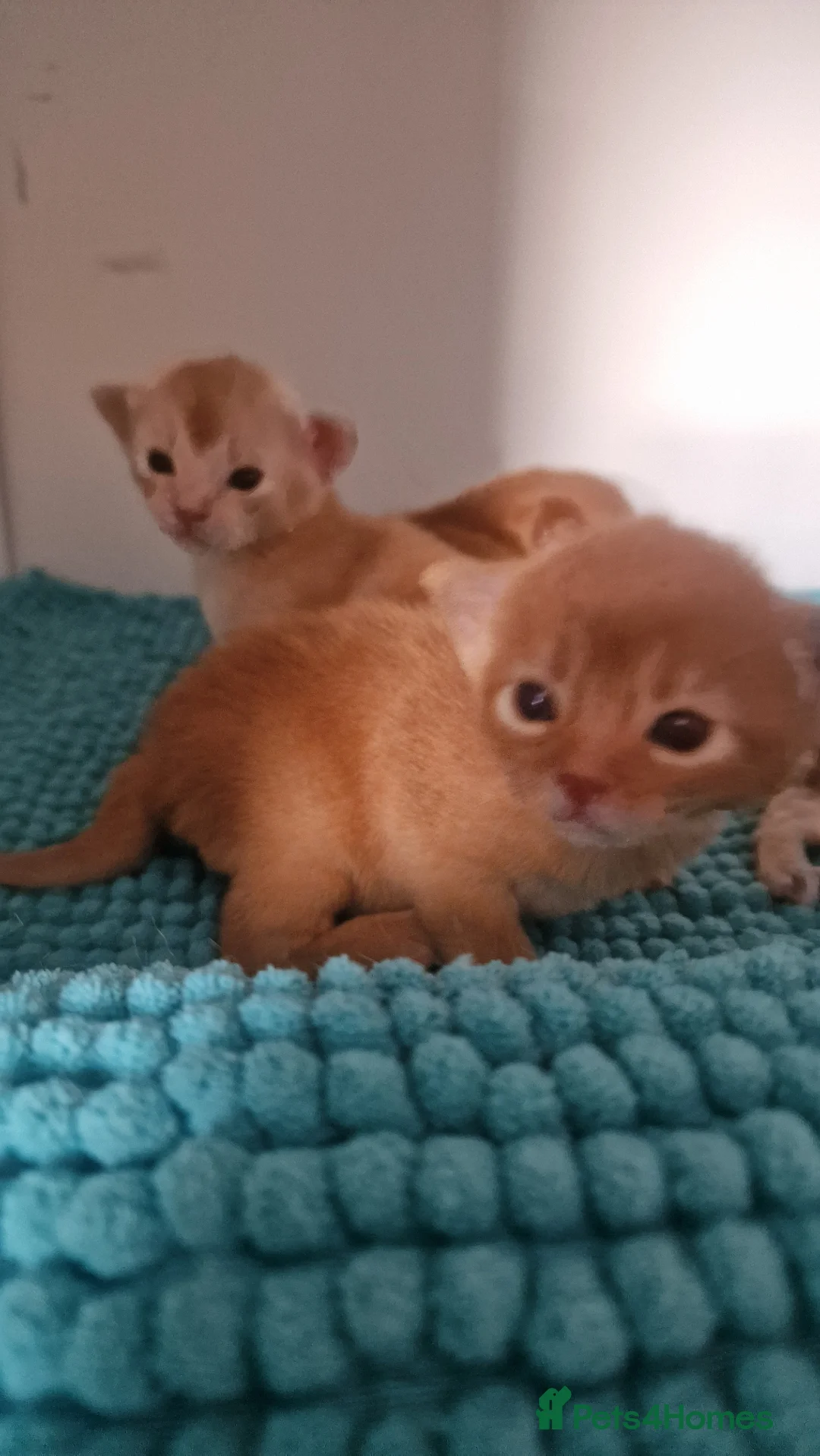 Abyssinian cats for sale: Abyssinian kittens  - Advert 31
