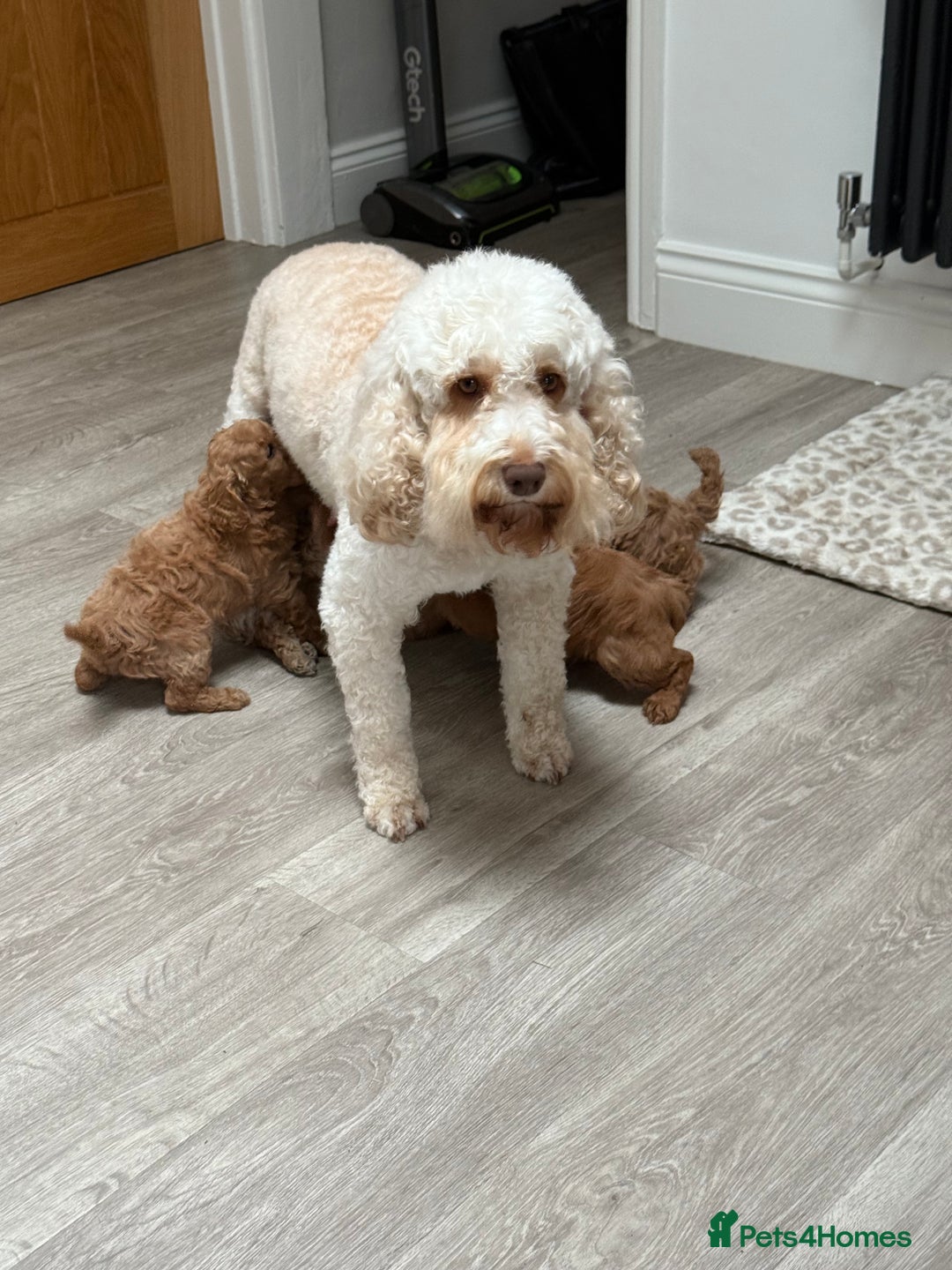 Cockapoo dogs for sale: Cockapoos F1B puppies  - Advert 15