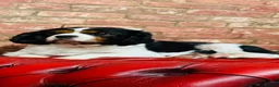 Cavalier King Charles Spaniel dogs for sale: DNA tested cavalier King Charles puppies  in Ipswich - Advert 5