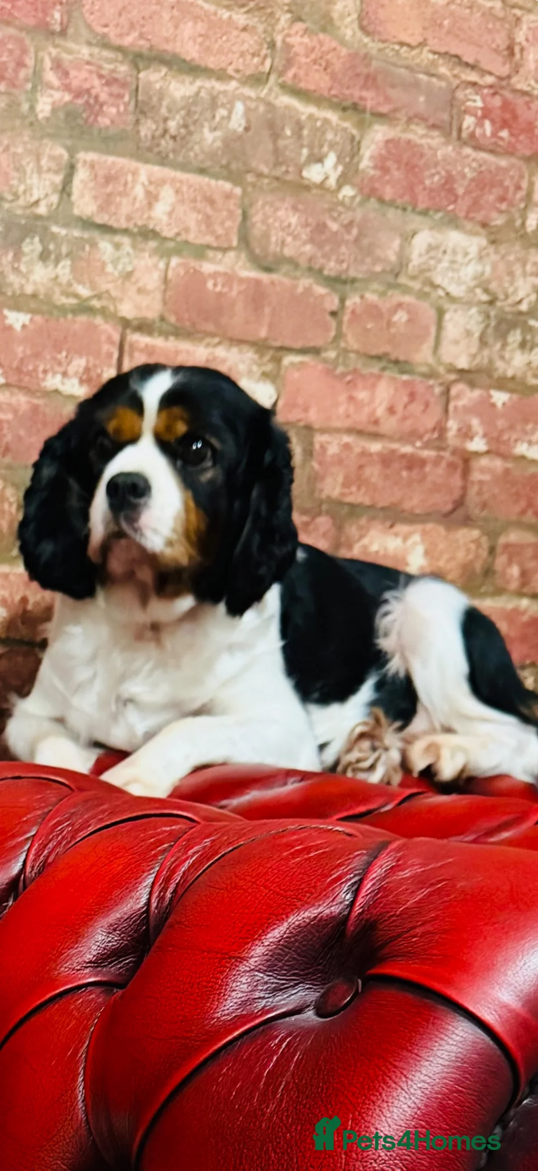 Cavalier King Charles Spaniel dogs for sale: DNA tested cavalier King Charles puppies  in Ipswich - Advert 5