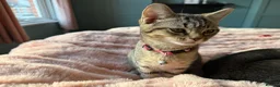 British Shorthair cats for sale: British Shorthair kittens Ready now-Fully Vacc - Advert 13